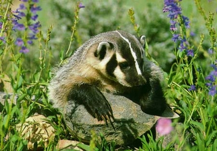 badger habitat