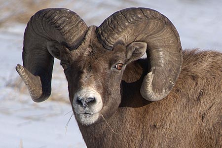 big_horn_sheep_alottment.jpg