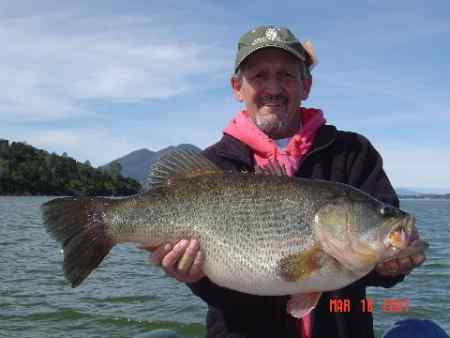 largemouth bass jumping. largemouth bass and