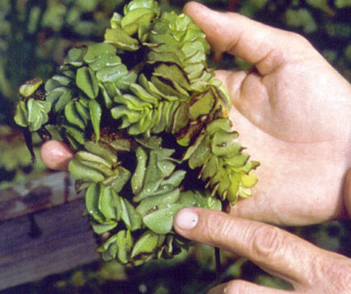 Giant salvinia (Salvinia molesta)