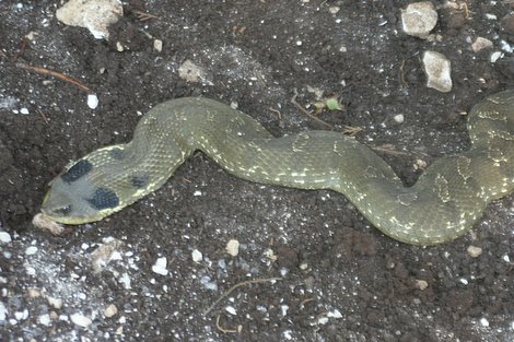 Eastern Hognose Snake