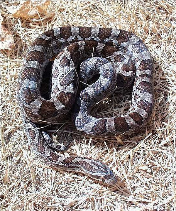 Great Plains Rat Snake