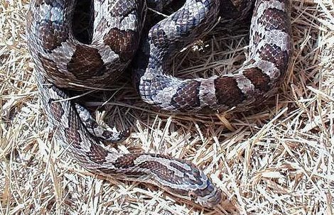 Great Plains Rat Snake