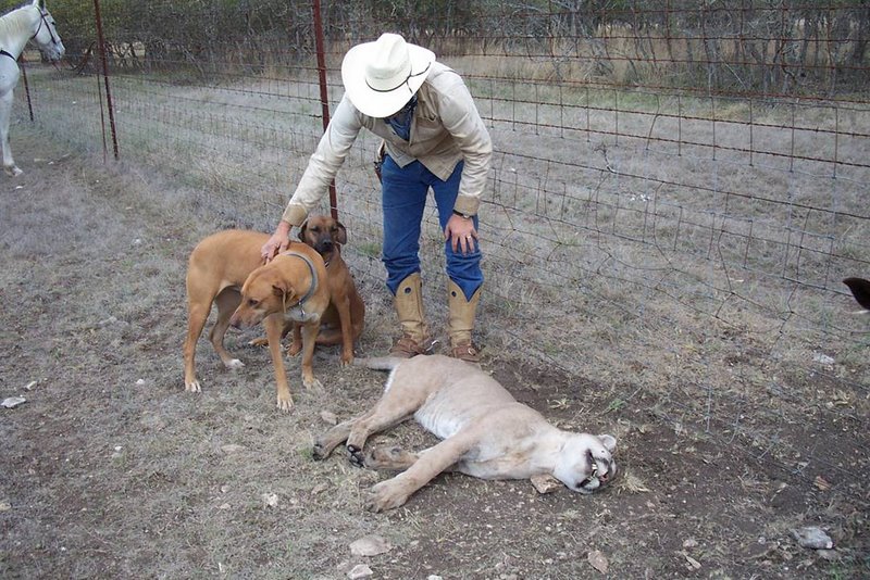 http://www.wildlifemanagementpro.com/wp-content/uploads/2008/05/kerr-county-mountain-lion-04.jpg