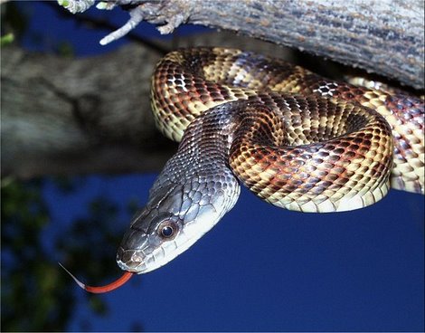 Texas Rat Snake