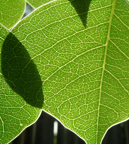 Chinese Tallow Tree Leaf