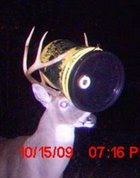 Deer with Bucket in Antlers Deer with Bucket in Antlers