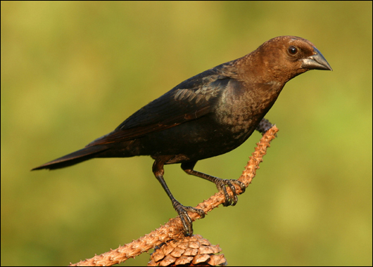 Brown-headed cowbirds are nest parasites