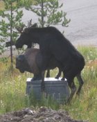 http://www.wildlifemanagementpro.com/wp-content/uploads/2010/02/moose-humping-statue-0001.jpg