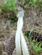 Rattlesnakes Breeding?