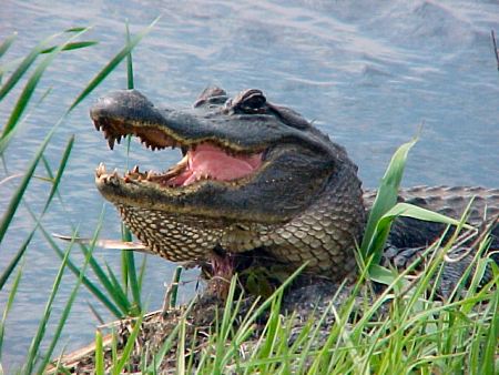 http://www.wildlifemanagementpro.com/wp-content/uploads/2010/04/game-warden-shoots-alligator-in-south-texas-01.jpg