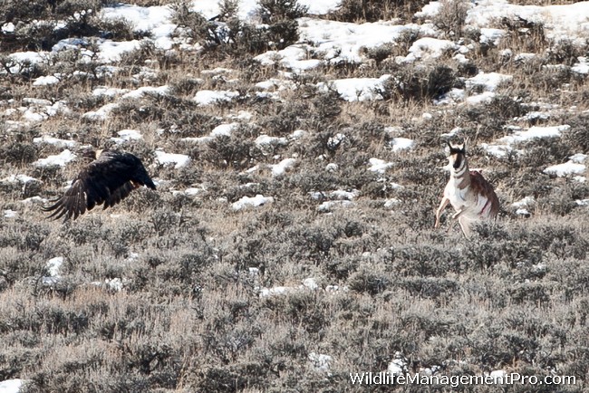 http://www.wildlifemanagementpro.com/wp-content/uploads/2012/01/eagle-kills-pronghorn-antelope-01.jpg