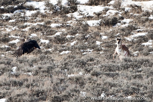 eagle-kills-pronghorn-antelope-01.jpg