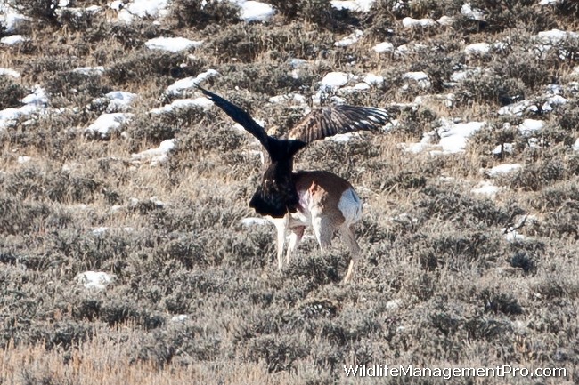 eagle-kills-pronghorn-antelope-02.jpg
