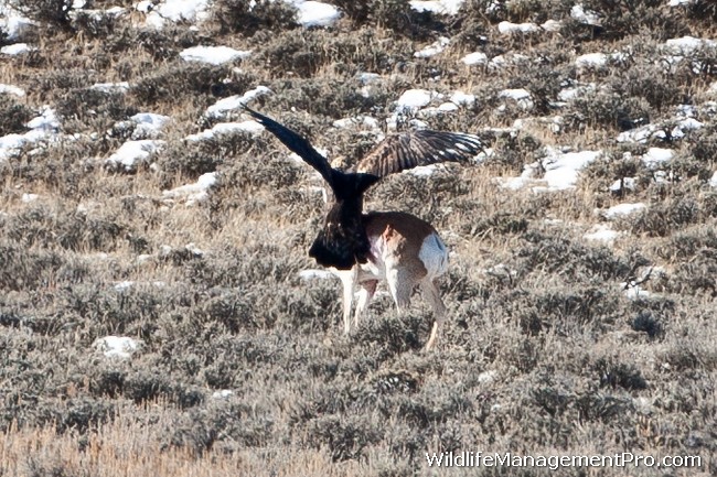 http://www.wildlifemanagementpro.com/wp-content/uploads/2012/01/eagle-kills-pronghorn-antelope-02.jpg