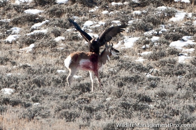 http://www.wildlifemanagementpro.com/wp-content/uploads/2012/01/eagle-kills-pronghorn-antelope-03.jpg