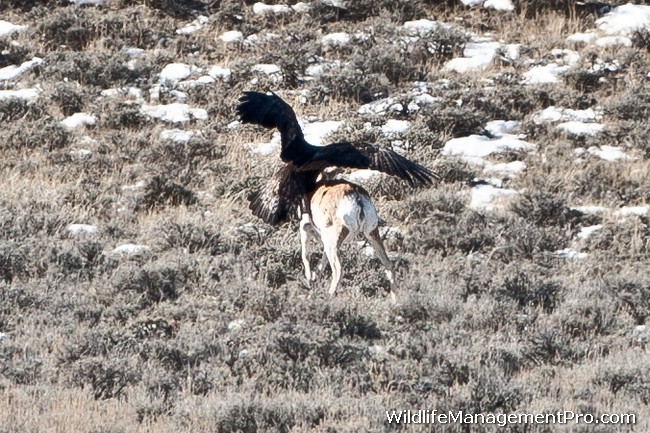 http://www.wildlifemanagementpro.com/wp-content/uploads/2012/01/eagle-kills-pronghorn-antelope-04.jpg