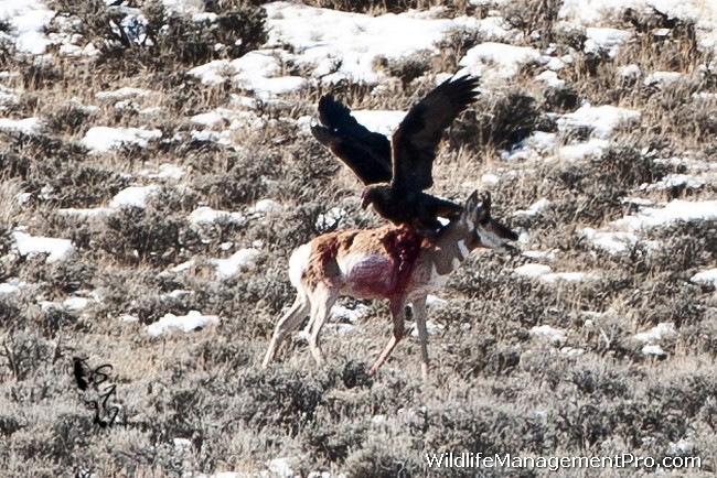 http://www.wildlifemanagementpro.com/wp-content/uploads/2012/01/eagle-kills-pronghorn-antelope-05.jpg