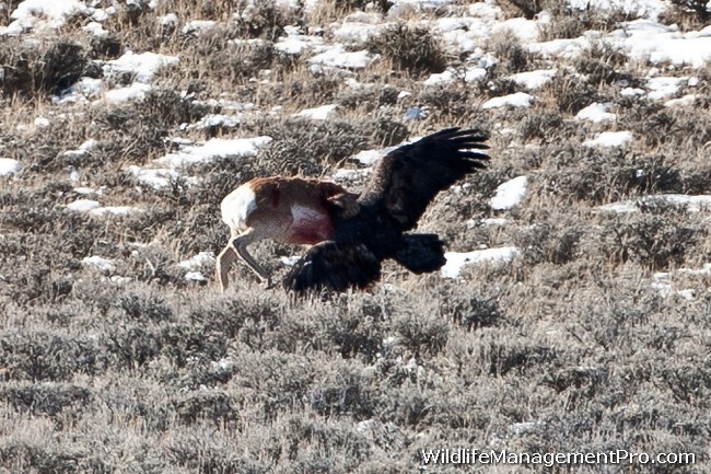 http://www.wildlifemanagementpro.com/wp-content/uploads/2012/01/eagle-kills-pronghorn-antelope-07.jpg