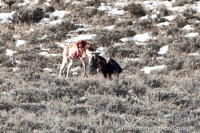 http://www.wildlifemanagementpro.com/wp-content/uploads/2012/01/eagle-kills-pronghorn-antelope-08.jpg