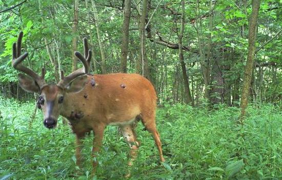 Whitetail Buck with Warts