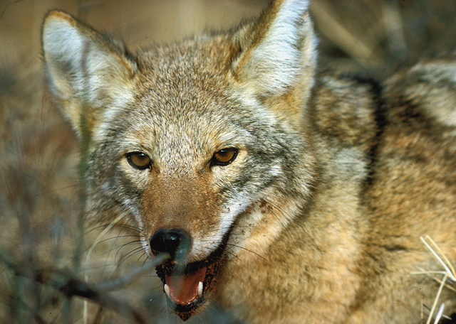 Food Habits of Coyotes