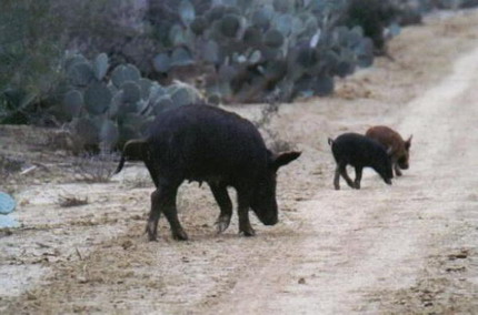 Feral Hogs