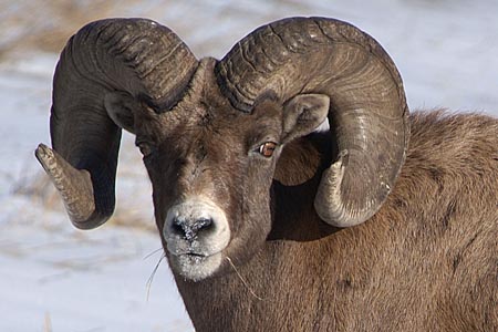 Bighorns Kick Domestic Sheep Off Alottment