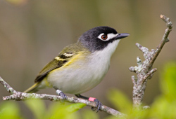 The Black-Capped Vireo in Central Texas