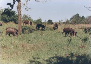 Controlling Feral Hogs - Always an Issue