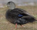 About the American Black Duck