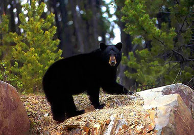 Five Year-Old Davy Crockett Relative Kills Bear