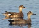 All About Gadwall