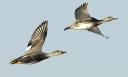 All About Gadwall