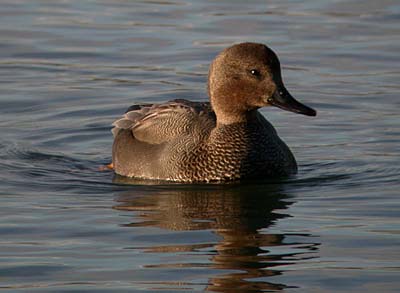 All About Gadwall