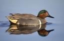 Green-winged Teal Photos and Information