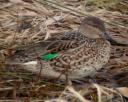 Green-winged Teal Photos and Information
