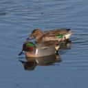 Green-winged Teal Photos and Information