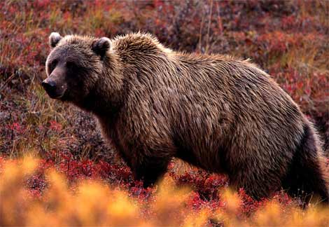 Montana Man Charged by Grizzly Bear