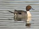 Northern Pintail Photos and Information