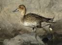 Northern Pintail Photos and Information