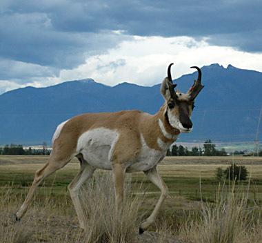 Wyoming Offers Great Pronghorn Hunting on Public Land