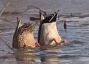 All About Puddle Ducks in the Central Flyway