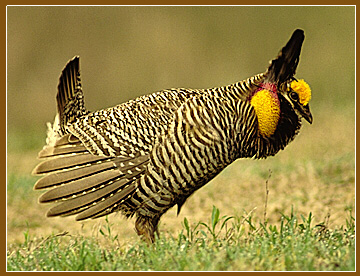 Attwater’s Prairie Chicken Photo