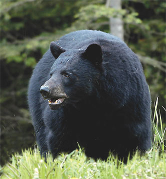 Bear Permits and Harvest to Increase in Utah