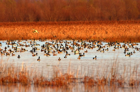 Duck Hunting Drives Land Values Higher