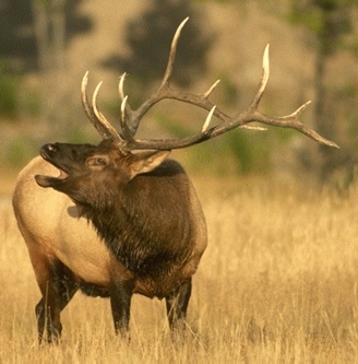 Elk Hunting in Colorado