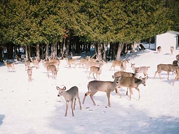 Emergency Wildlife Feeding of Deer and Pronghorn