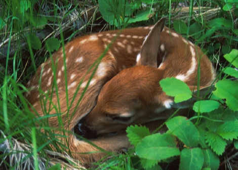 Information on Whitetail Fawns