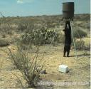 Black Bear at West Texas Deer Feeder